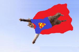 Почему у кошек 9 жизней