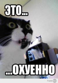 История про обыкновенного кота