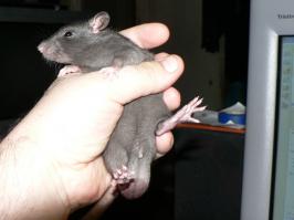 10 причин  полюбить крыс