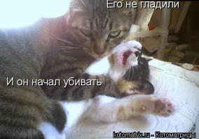 Кошка вежливо просит почесать её