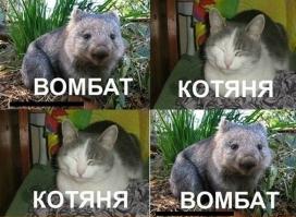 Спасение некоего существа