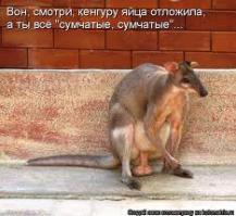 Очаровательные кенгурята 