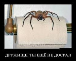 Будьте внимательны в туалетах Австралии! 