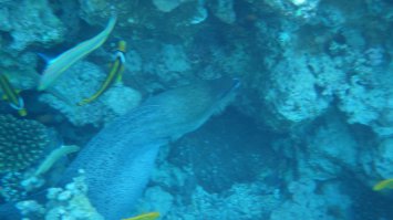 Часть моего подводного фотоотчета в Египте за прошлое лето. Прошу строго не судить, аматор, фото не обрабатывал. Под водой тяжело фотографировать. Пересмотрел фотки, отпало всякое желание работать, хочется опять в отпуск на море).