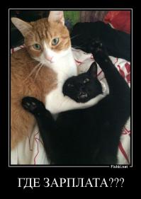 Невозмутимость