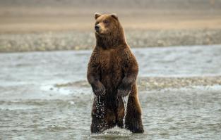 Мишки. Прекрасный символ Великой новой России 