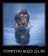 Животные принимающие ванну - самая милая вещь в мире