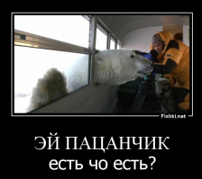 Интересные факты о белом медведе