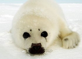 Концлагерь для бельков.
Белька не всегда убивают сразу, на месте. Чаще их ловят, упаковывают в сетки и отвозят туда, где они немного подрастают и превращаются в серку. На бельковых фермах, пойманных маленьких тюленят подращивают до месячного возраста, перед тем как убить.