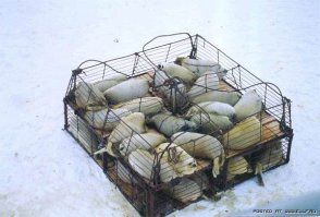 Концлагерь для бельков.
Белька не всегда убивают сразу, на месте. Чаще их ловят, упаковывают в сетки и отвозят туда, где они немного подрастают и превращаются в серку. На бельковых фермах, пойманных маленьких тюленят подращивают до месячного возраста, перед тем как убить.