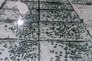 Концлагерь для бельков.
Белька не всегда убивают сразу, на месте. Чаще их ловят, упаковывают в сетки и отвозят туда, где они немного подрастают и превращаются в серку. На бельковых фермах, пойманных маленьких тюленят подращивают до месячного возраста, перед тем как убить.