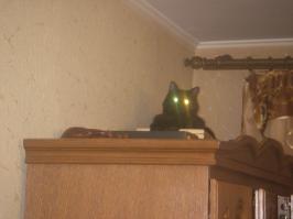 Аналогично.
С женой вечером сидим, слышим котёнка. Долго он нас звал. пошли искать. нашли, а он страшный на шее шерсти нет. на корм зверем кидался пить сам не умел. Сейчас вон какой оторва. А твой тоже по моему прода "Тифани" даже шерсть похожая -  чёрная с бурым отливом