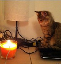 А вот Вам котик!