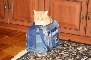  Возьмите нас собой в поездку, ну пожалуйста!