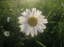 ну раз пошла такая тема....вот мое творение.....просто так ))))