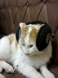 Походу братья!  И этого тоже не стало... Собаки почикали...