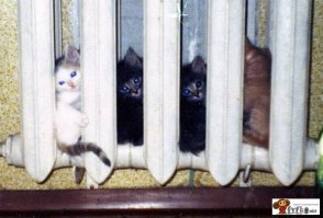 Эти животные знают, как не замерзнуть зимой