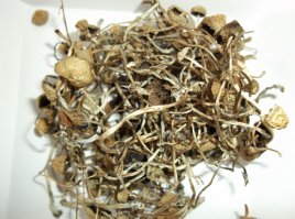 Вот удивительные грибы, а остальные просто красивые.