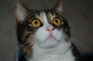 Я своего почти 6 лет назад в лесу нашел. Какие-то скоты видимо привезли и оставили. Ему повезло, назвал Лаки. Фото тогда и сейчас.