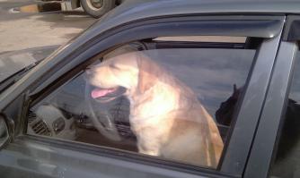 Вот и мой водитель,стоило только отлучится на 5 минут и я пассажир)))