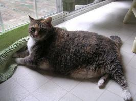 Усы у кошки занимают то же пространство в ширину, что и тело, тем самым являясь своего рода измерителем. 
Чето как-то не особо верится)))