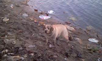 Ой свинота))))
Ну не чё случается-люди порой грязнее бывают и гадят больше чем собаки....
В феврале шкодничли,потом правда порезался от стекол,которые кстати чистоплотные люди и бьют,а то какашки многих напрягают собачьи.