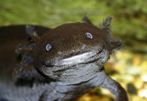 Рейтинг самых странных морских существ