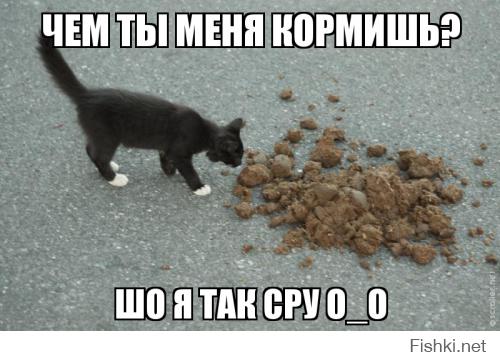 Купил коту новый корм