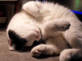 Мой Васька...