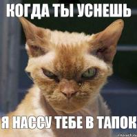 Мой хозяин идиот