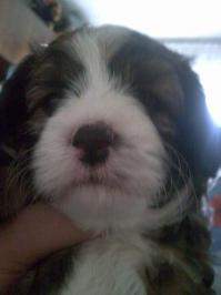 "Китайский пуховик" Тимоша (китайская хохлатая пуховая собачка)