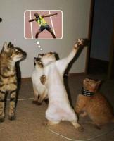 30 способов использования котов в хозяйстве