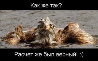 Вселенская печаль и недоумение в глазах куры.