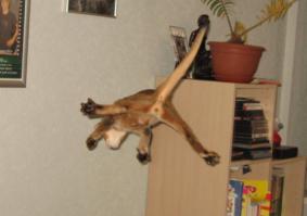 Гагарин, я вас любила 