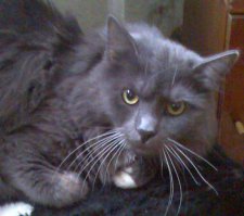 Альберт – самый суровый кот в мире