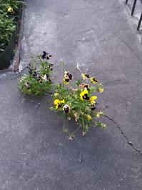 Никогда не сдавайся! Бери пример с этих растений!