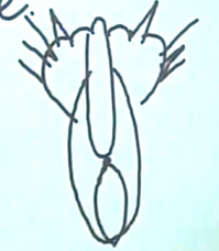 А Catfood идею-то сперли )