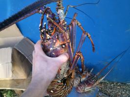 А еще, можно недорого отпробовать вот таких красавцев.
Только вот возвращаться очень грустно, отношения между незнакомыми людьми совсем иное (