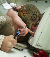 Политу в анти!