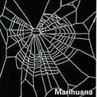 Много раз видел такие паутины )