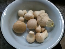 еще молодой дождевик неплохой гриб
мое