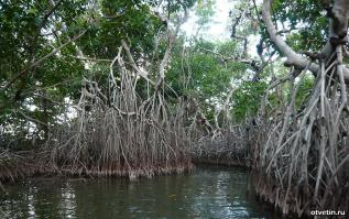 им и почвы особо много не надо, соль они фильтруют, корням много кислорода не нужно, все остальное из воздуха ))
