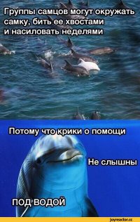 Интересные факты о дельфинах (16 фото)