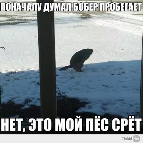 Фишкина солянка за 15.05.2014