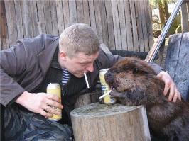 Самая большая бобровая плотина в мире