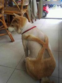  Зеленый кот из Варны