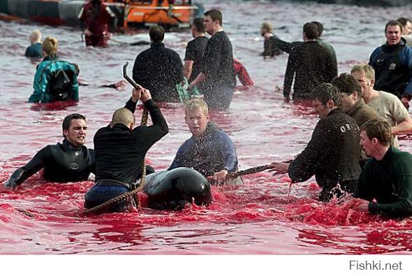 Охота на китов в Исландии...