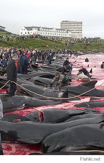 Охота на китов в Исландии...
