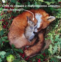 Спящие зверушки, от вида которых у вас растает сердце