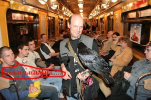 Чудо в перьях, или Как ворон стал лучшим другом разведенного мужчины